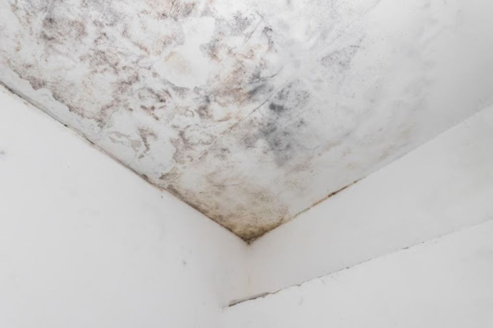 office mold