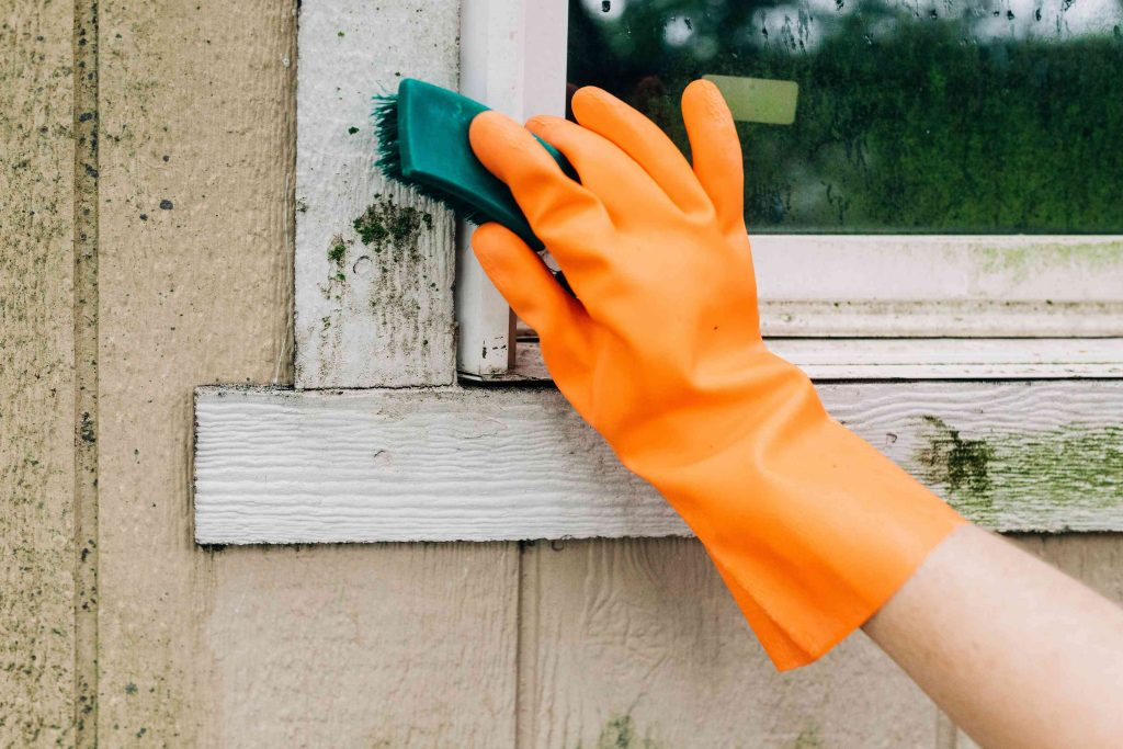 cleaning green mold off window ceil