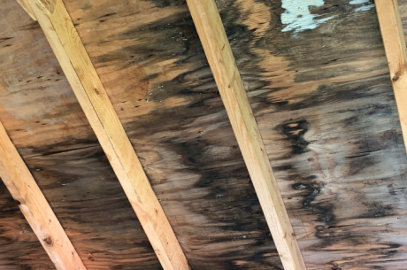 green mold under wooden surface