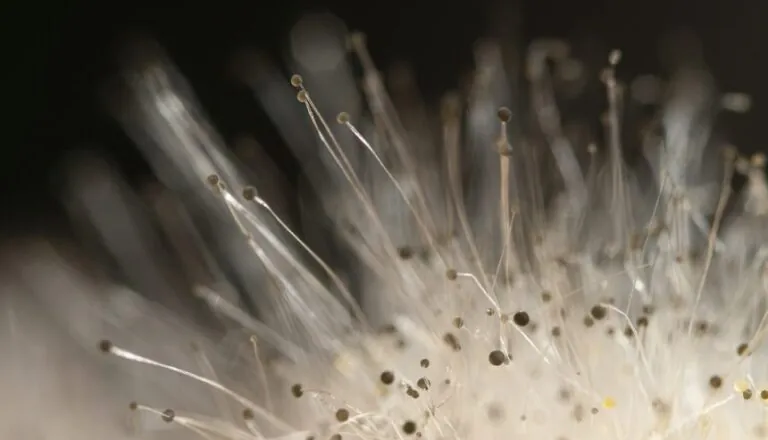 mold affecting indoor air quality