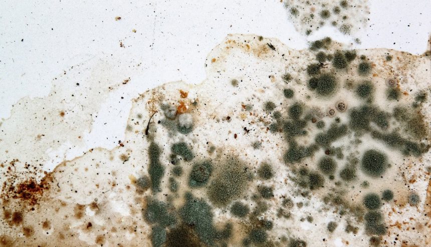 mold removal