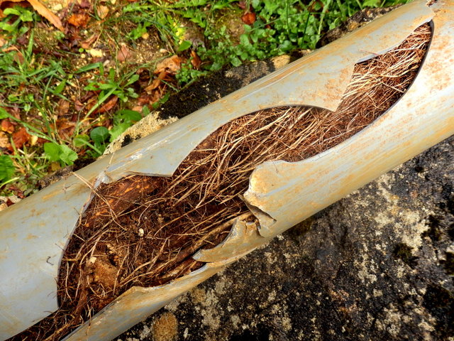 pipes burst tree roots