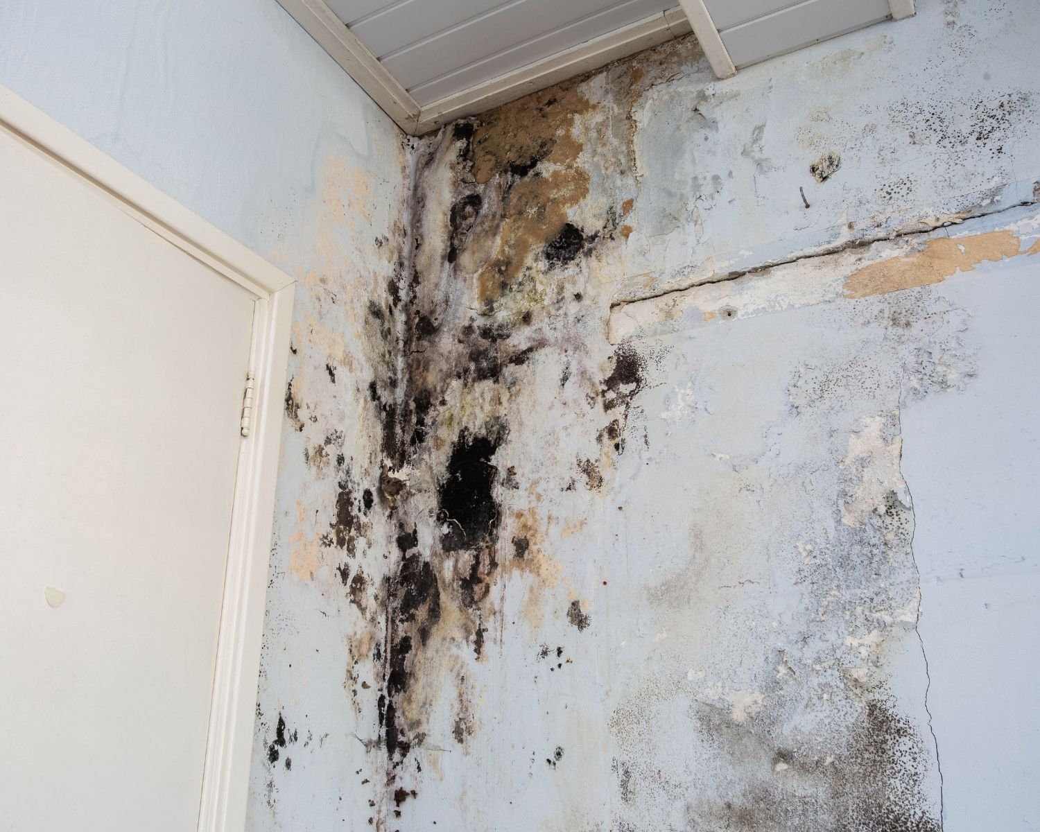 Mold growth on walls from pipe leak