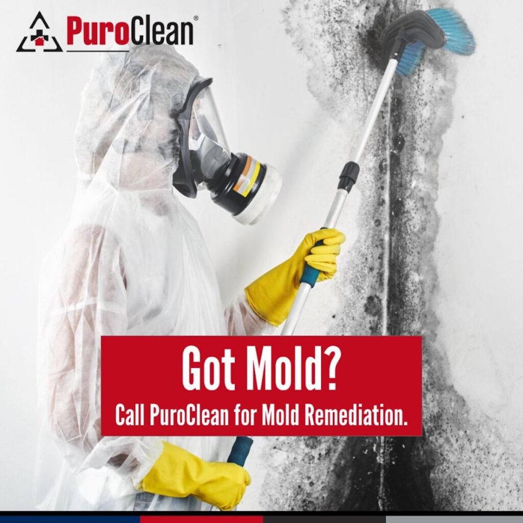 Mold remediation experts.