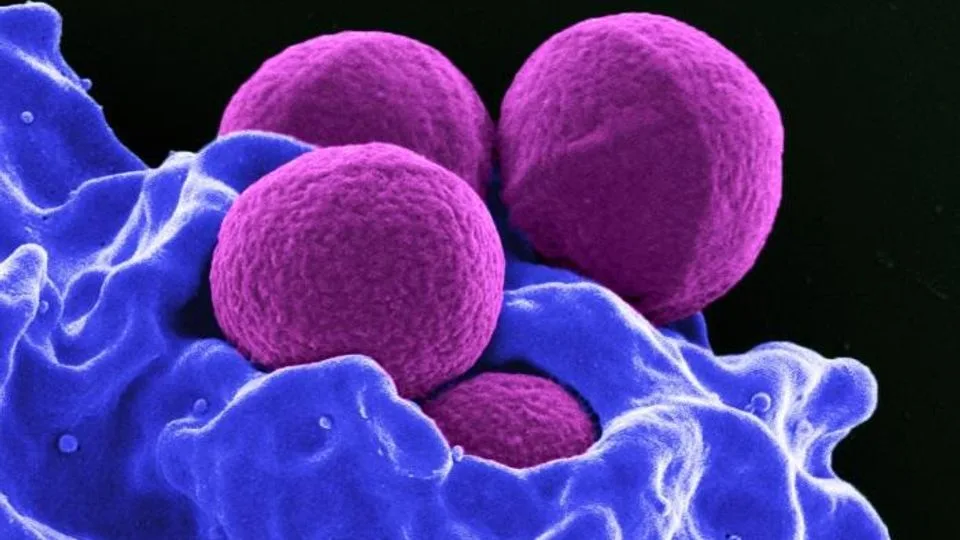 MRSA bacterium