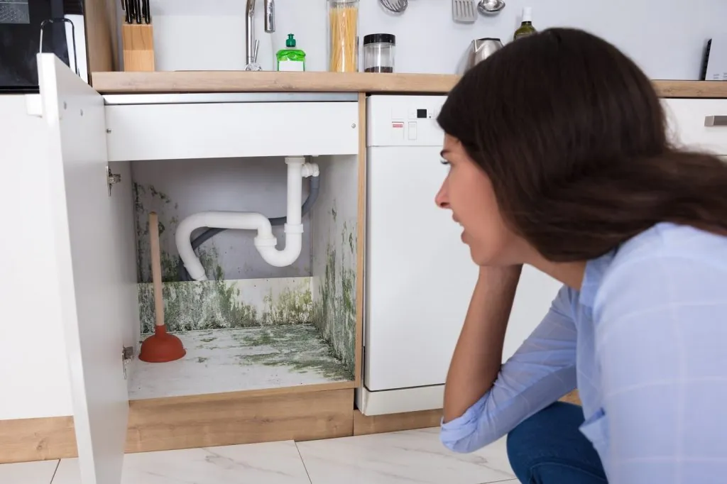 mold in kitchen cabinet