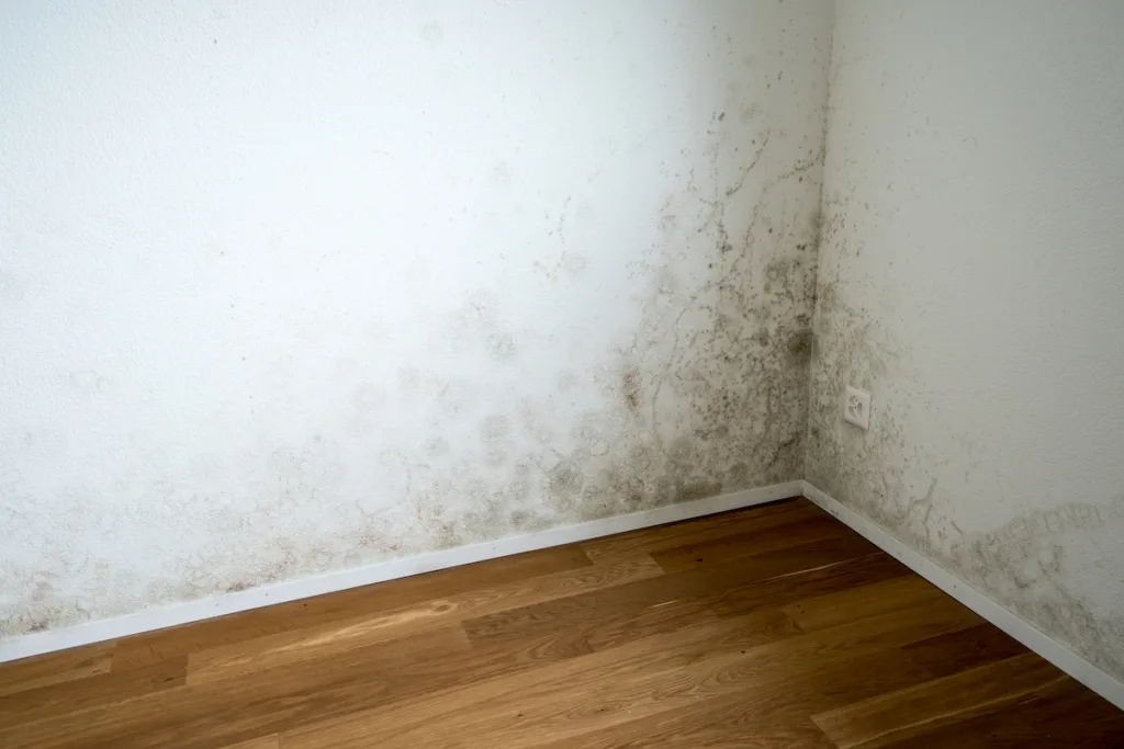 Extensive dark mold and mildew growth on white walls in a