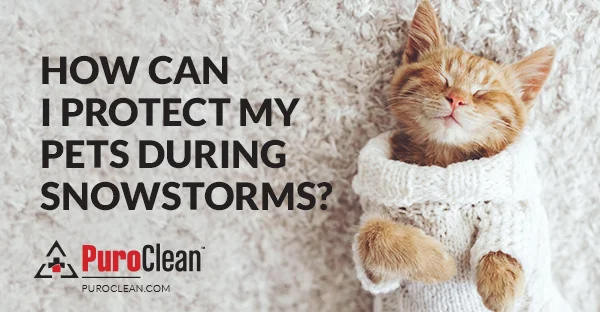 How Can I Protect My Pets During Snowstorms?