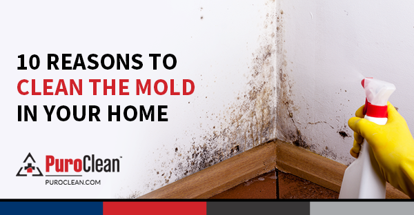 10 Reasons to Clean the Mold in Your Home