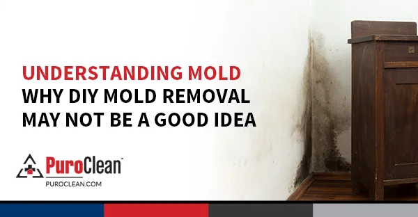 Understanding Mold – Why DIY Mold Removal May Not Be a Good Idea