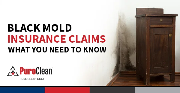 Black Mold Insurance Claims – What You Need to Know