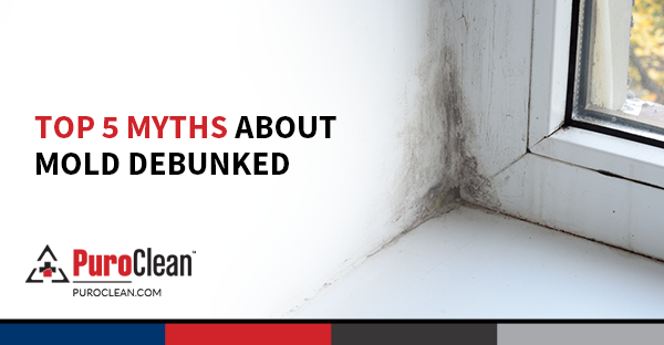 Top 5 Myths About Mold Debunked