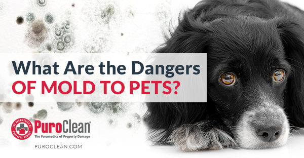 What Are the Dangers of Mold to Pets?