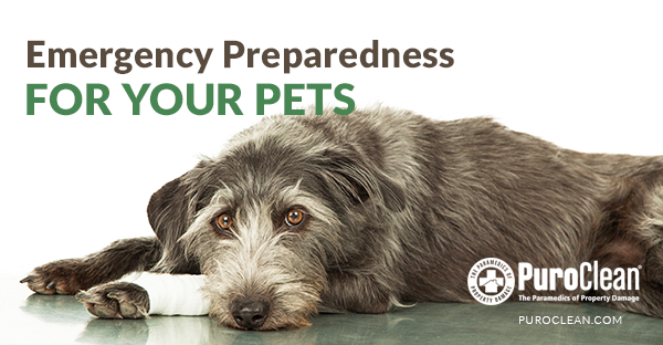 Emergency Preparedness for Your Pets