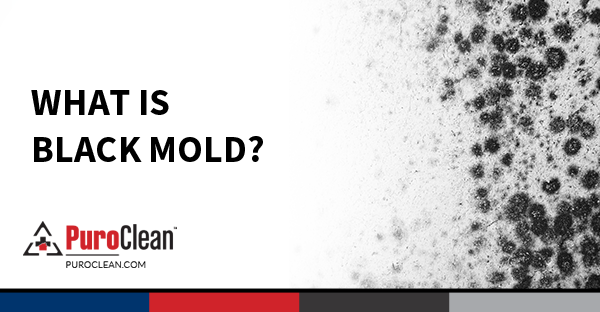 What Is Black Mold?