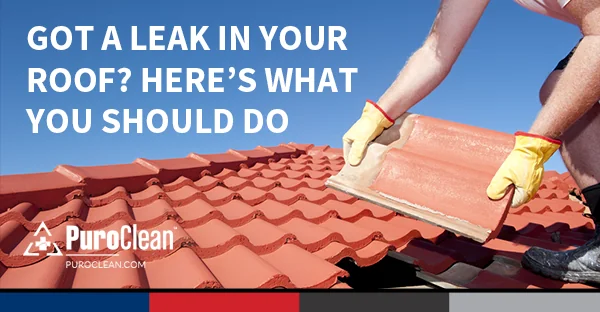 Got a Leak in Your Roof? Here’s What You Should Do