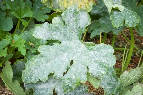 Mold on plant soil.