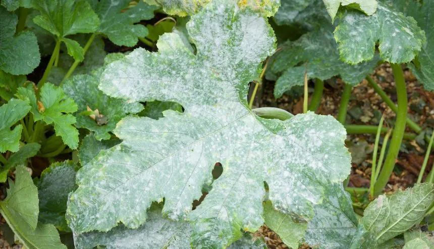 Mold on plant soil.
