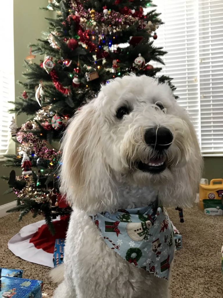 White doodle in front of Christmas tree. Pet safety