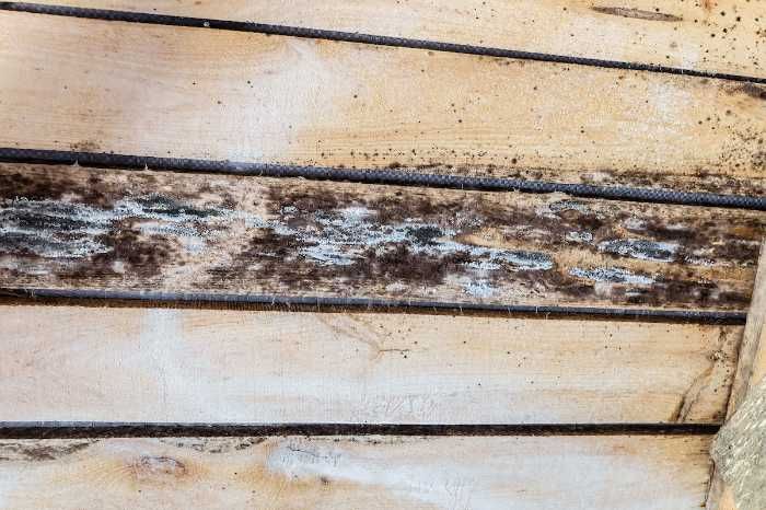 Mold in attic boards