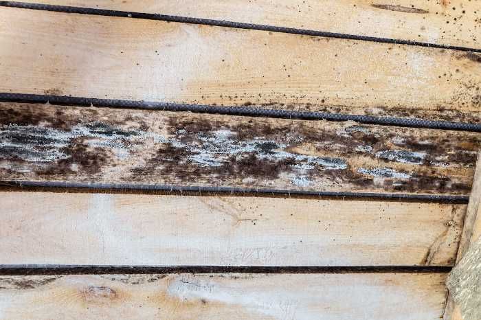 Mold in attic boards
