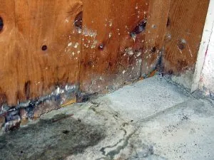 Mold in basement.