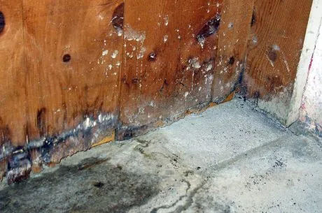 Mold in basement.