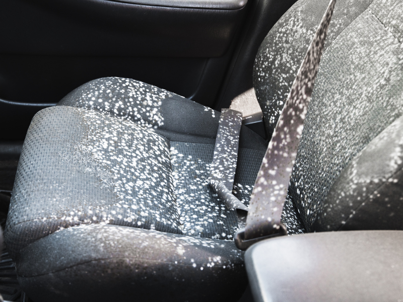 How to get mold out of car deals