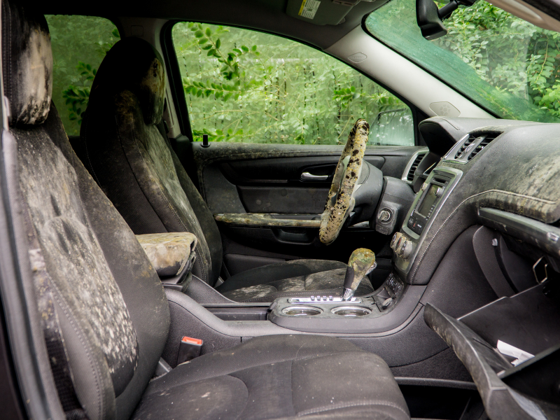 mold in car