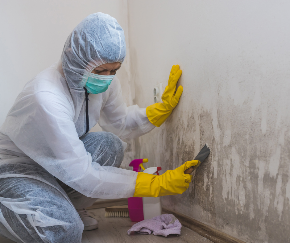 Mold in House How to Treat Mold Growth in Your Home PuroClean HQ