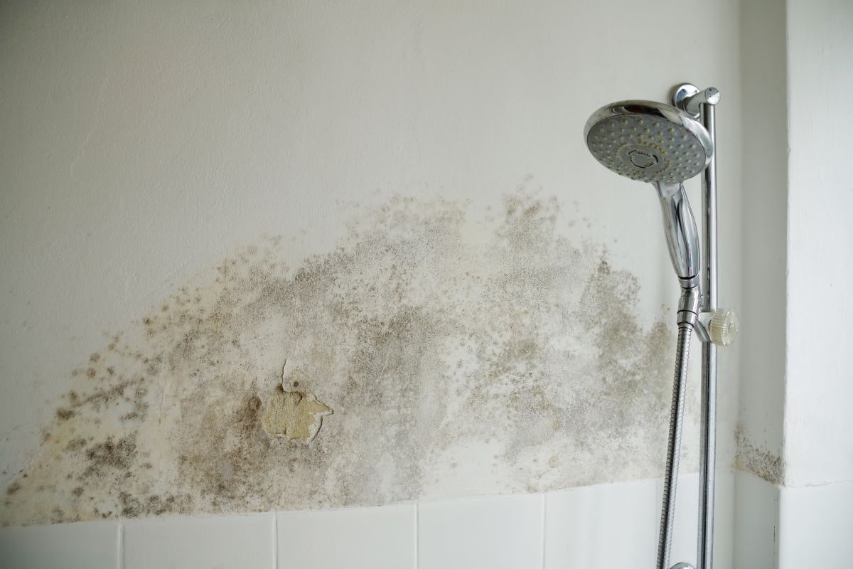 Black Mold In Shower - Is It A Cause Of Worry And What To Do About It? - AQA