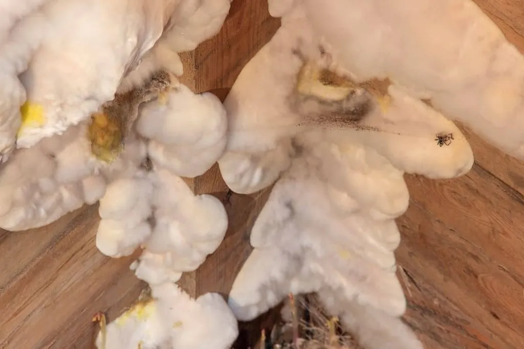 mold in crawl space.