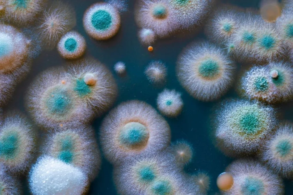 mold spores under microscope