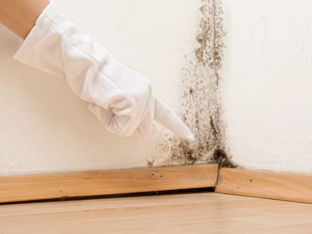 Finger pointing out black mold on wall. Immediate black mold remediation is important.