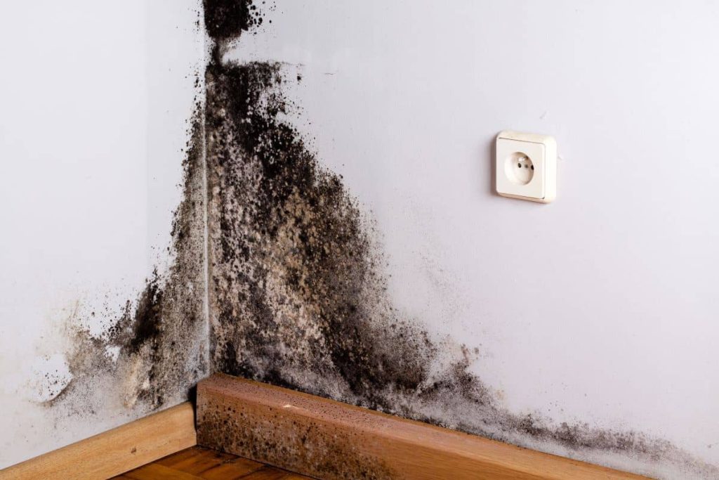 mold in a corner of a room