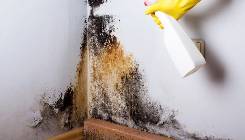 Hand spraying a bottled solution at mold on walls.