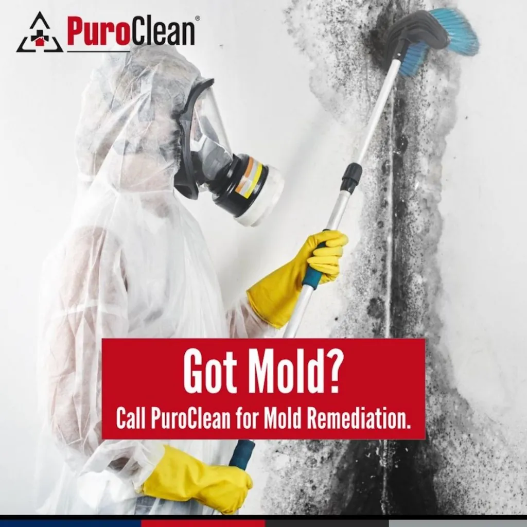 Mold remediation experts. 