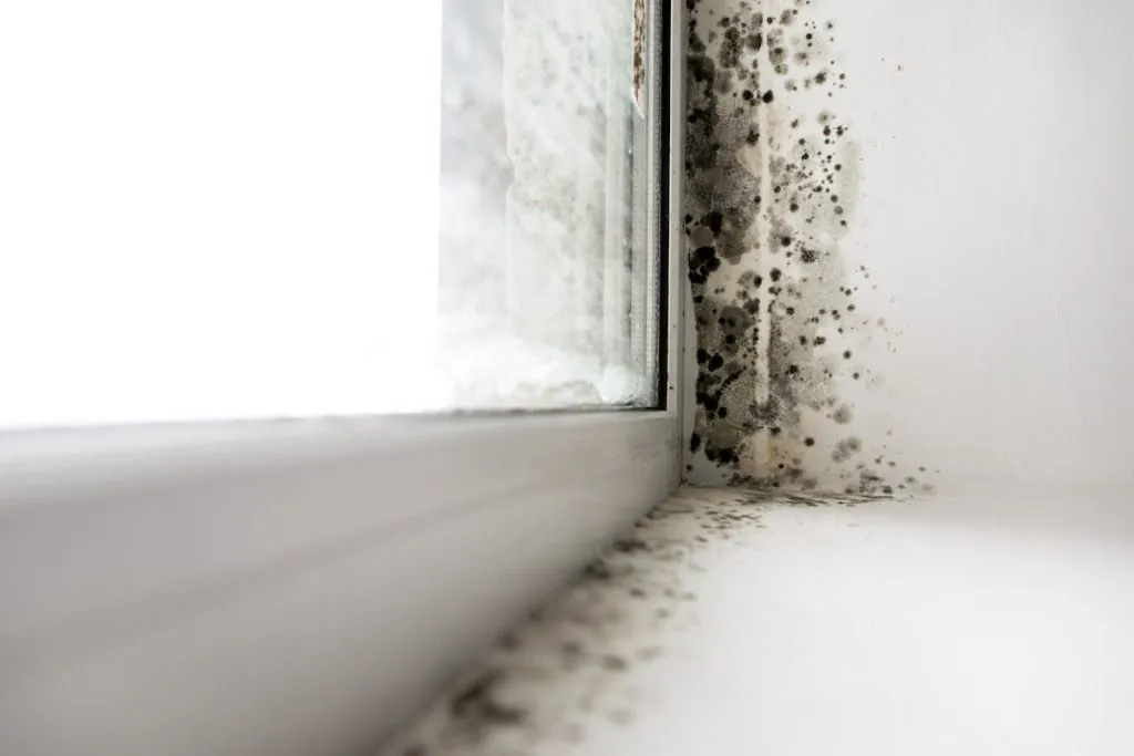 black mold health problems