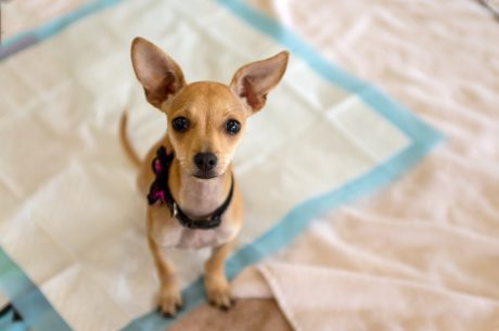 Potty training a puppy.