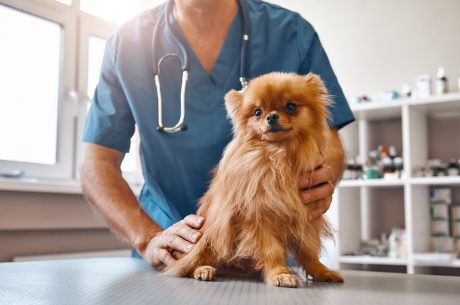 pet spaying benefits