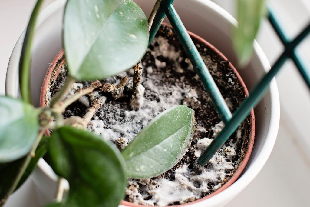 How to Treat and Prevent Mold in Household Plants