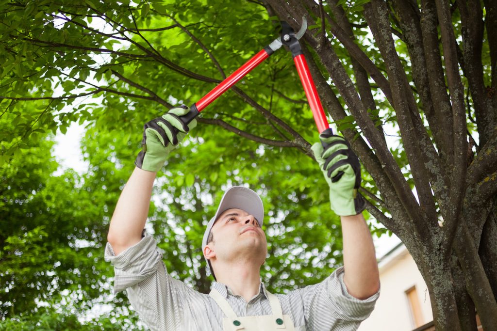You may be wondering what causes an ice storm? Trimming your tree can reduce the risk of tree branches falling during an ice storm.