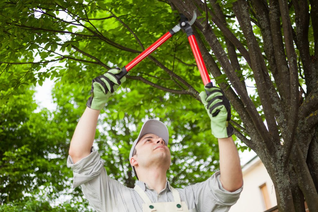 a man trimming a tree