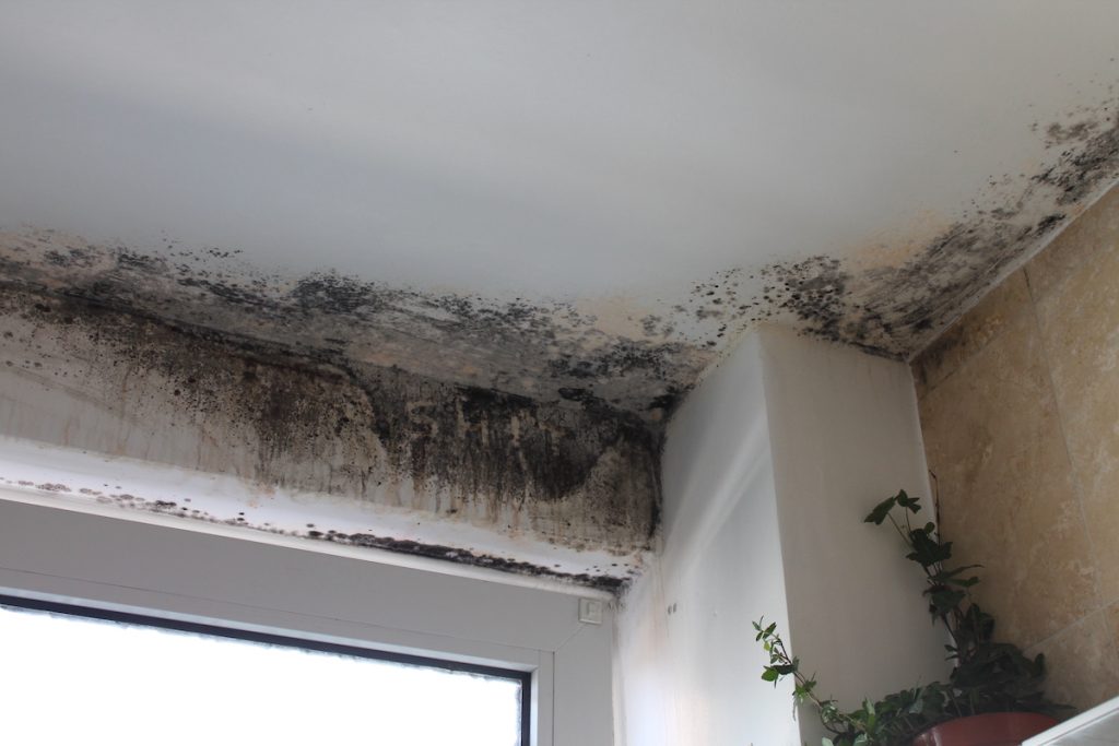 a ceiling with mold above the window