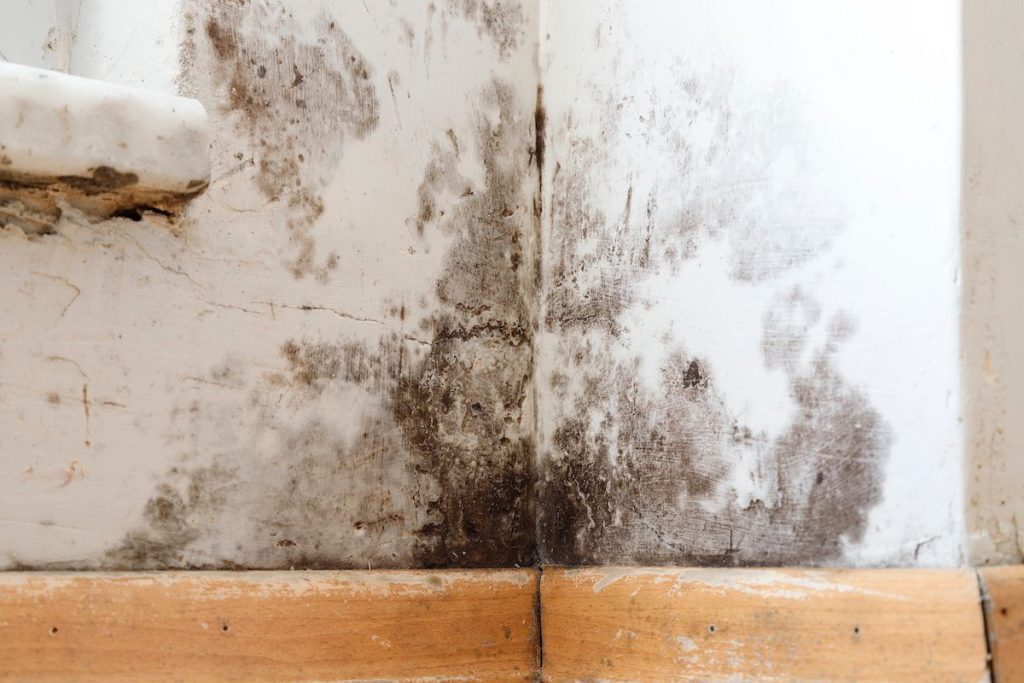 What to Do If You Find Mold in Your Hotel Room: Essential Steps