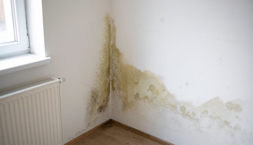 How to tell if water damage is new or old. Water damage on the walls.