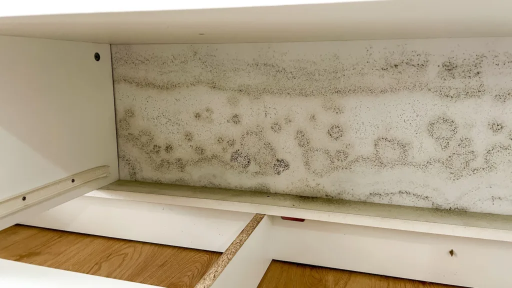 Extensive black mold growth covers the white back panel of a cabinet.