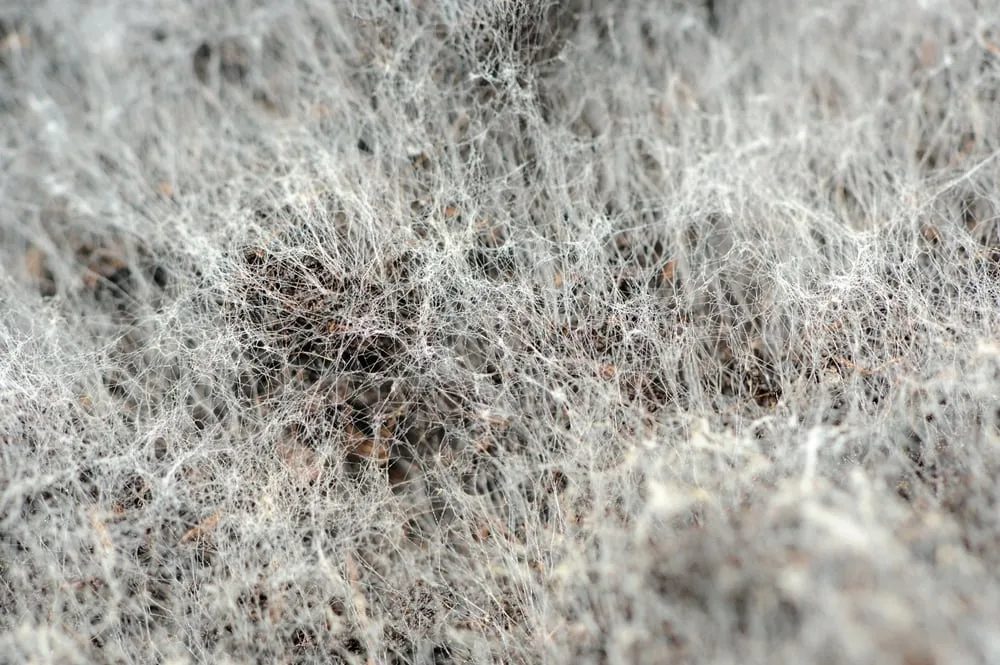 Close-up of white, fuzzy, web-like
