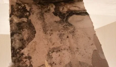 A more extensive mold remediation job than first thought of.