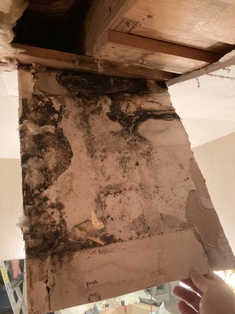 A more extensive mold remediation job than first thought of.